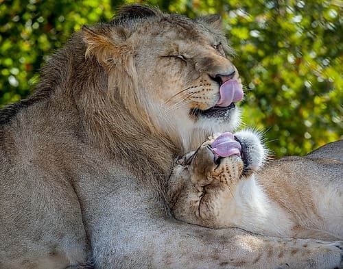 Two young lions trade licks at a local zoo Wildlife Print